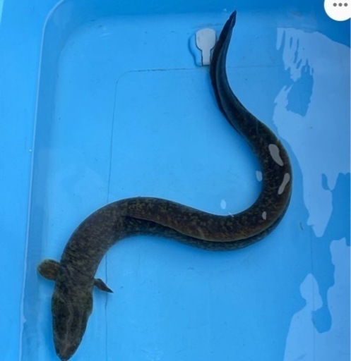 オオウナギ60cm