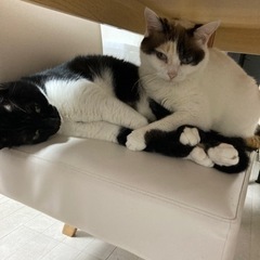 黒と白の猫2匹の画像