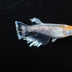 インフィニティモルフォ亜種　稚魚5匹