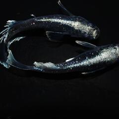 ブラックマリアージュ光体型　稚魚5匹