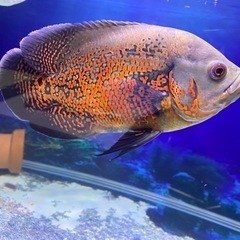 熱帯魚　タイガー　オスカー　サイズ19cm