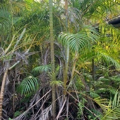 アレカヤシ1〜3m