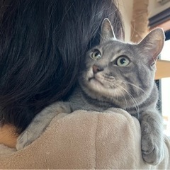 もちもちぷくぷくほっぺのグレーの猫ちゃん♂ − 茨城県