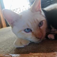 生後1年　茶白ネコ　目が青い
