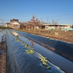 【日中一時支援】サツマイモの植え付け体験