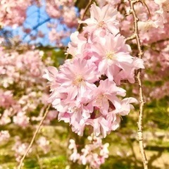 3/31(土)2,30代の女性の方♡お花見ピクニックしませんか🌸 - 大阪市