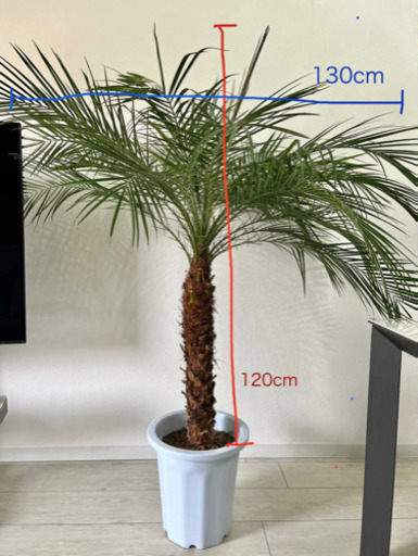 観葉植物 フェニックスロベレニー 10号 プラスチック鉢