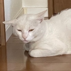 迷子猫