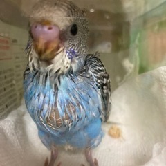 セキセイインコ　雛