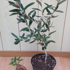 観葉植物　オリーブの木とガジュマル