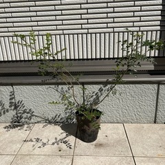 植木  シマトネリコ  ②