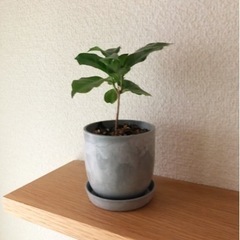 観葉植物　コーヒーの木(20)　15cm　おしゃれな2号の鉢と受...