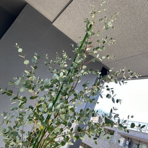 植物　植木　鉢植え　ガーデニング　観葉植物