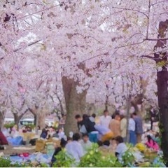 【参加費なし】3/30or3/31 上野公園　花見