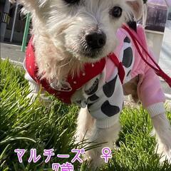 別サイトで募集中🙏知って欲しい🥹🐶マルチーズ🐶ララちゃん💛♀️7歳