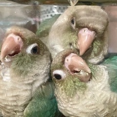 ウロコインコ　バイオレット?ブルーシナモン雛ちゃん達