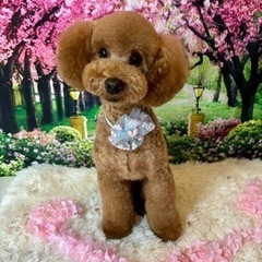 【初回特典有♡】富士見市トリミングサロン🐶 犬の美容室 プライベート自宅サロン トリミングサロンの画像