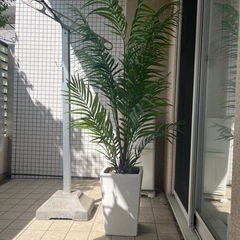 フェイクグリーン 室内 人工観葉植物 あげます