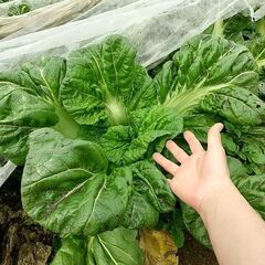 4月10日まで。青高菜です。有機肥料、無農薬で育ててますので虫食...