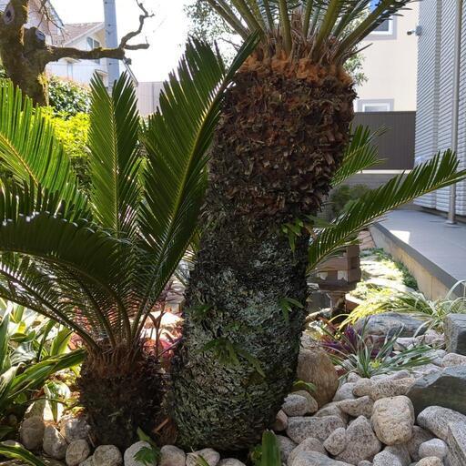 ソテツ 大型親株