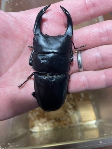 能勢YG血統オオクワガタ　♂86mm♀58mmペア