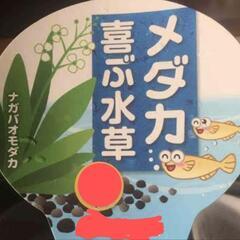 メダカが喜ぶ水草 ナガバオモダカ