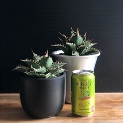 アガベ　白鯨　赤猫　セット