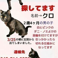 迷子猫探してます