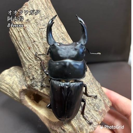 【84mm】国産オオクワガタ 雄　阿古谷