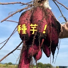 茨城県那珂市産紅はるか種芋