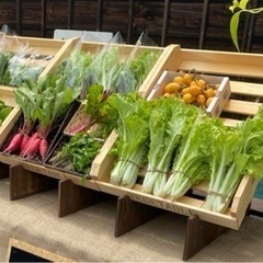 【ネット決済】マルシェ　野菜　果物　什器　ディスプレイ　木　ボックス