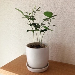 観葉植物　シルクジャスミン⑤　19cm　白いおしゃれな2号の鉢と...