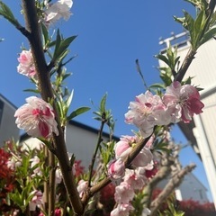 花もも　植木　ガーデニング