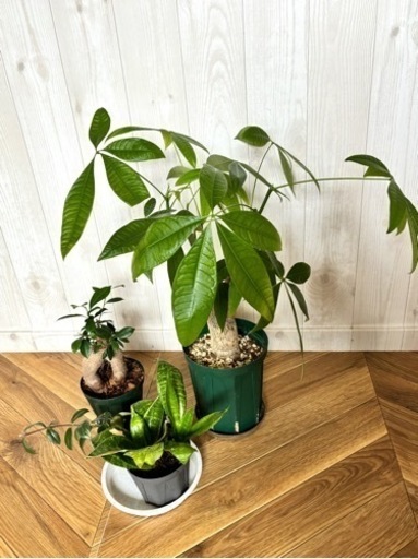 【初心者向け】観葉植物セット　3＋1鉢