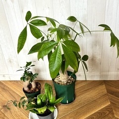 【初心者向け】観葉植物セット　3＋1鉢