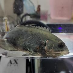 オスカーWILD 幼魚