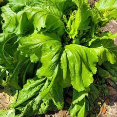 蕾菜(子持ち高菜)　丸ごと一株