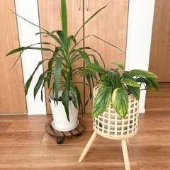 観葉植物 2つセット