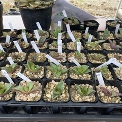 4/14日西風新都植物イベント限定価格！狼人　双頭　レア株 4/14日西風新都植物イベント限定価格！狼人 双頭 レア株