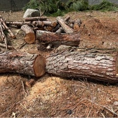 薪　　　松の木
