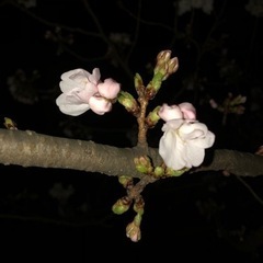 どこか他県の桜を見に行きませんか