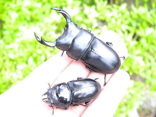 希少熊本産オオクワガタ生体☆天然WILD雌持腹出しWILD直仔 累代WF1個体