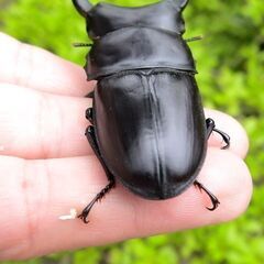 希少熊本産オオクワガタ生体☆天然WILD雌持腹出しWILD直仔累代WF1個体