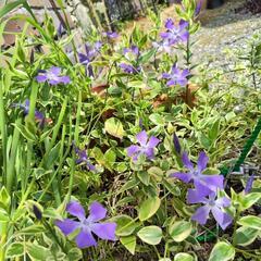 春 夏 紫の花 ツルニチニチソウ