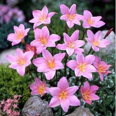 春 夏 梅雨時季 白色 ピンク色 お花 ゼフィランサス