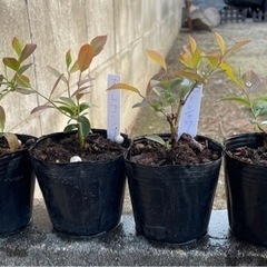 ブルーベリー苗木3種4個セット