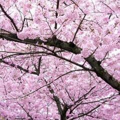 🌹春の陽気に誘われて🌹