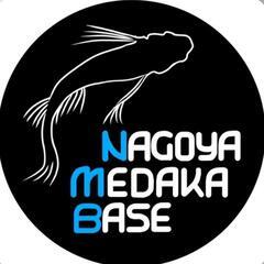 4月の営業日のご案内‼️名古屋改良メダカ直売所！〜ＮＭＢ名古屋〜 - 地元のお店
