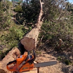 🉐困った木伐採します！🌲伐採のお手伝いします！