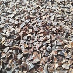 春のいぶき　蕎麦　種　播種用